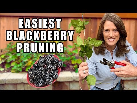 Prune Blackberries The Easiest Way-Don't Overcomplicate!