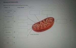 Structure of mitochondriaMatch each label with the correct st... | Filo