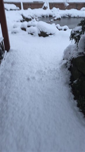 Guten Morgen aus dem verschneiten Wuffhaus. #TierschutzHund #wuffhaus #hund #Pflegestelle #dog