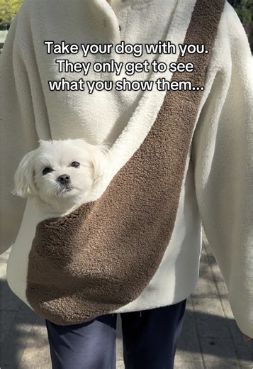 Cuddle Your Maltese in Stylish Sweater from Riikyu