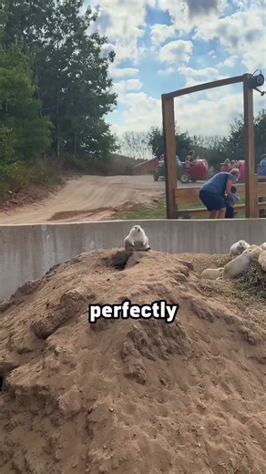 This Prairie Dog Takes His Job WAY Too Seriously 😂