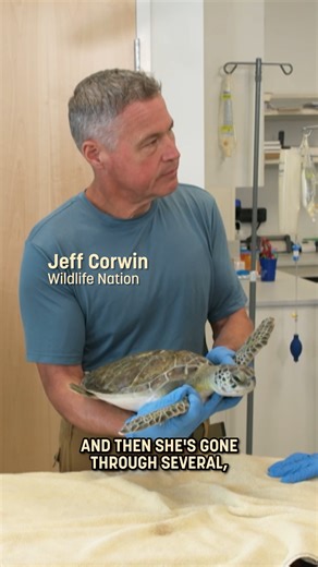 Watch Wildlife Nation: Expedition Florida this weekend on ABC! 🐢🌊 Sea turtles are facing growing threats, but conservationists, like those at Loggerhead Marinelife Center are stepping up to turn the tide. From rescuing injured turtles to releasing them back into the wild, every effort makes a difference. In this week’s episode, Jeff Corwin joins the Miccosukee Tribe of Indians of Florida to uncover the groundbreaking rescue mission that saved the Florida panther. Then, they visit a sea turtle 