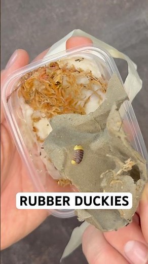 I got Rubber Ducky Isopods