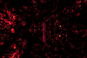 Life is an Ephemeral Light that Blooms in the Dark | teamLab