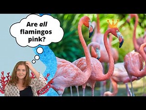 Are All Flamingos Pink? | All About Flamingos