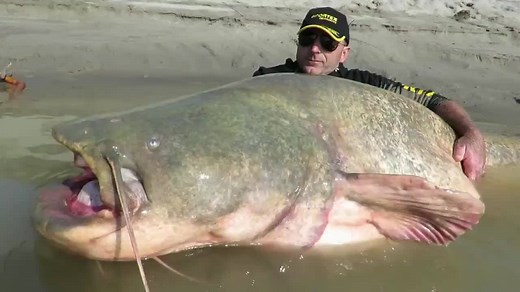 Happy Friday! Check out this monster Wels Catfish! The fish weighed 280 lbs., just 18 lbs. shy of the world record. Dino and Dario Ferrari were the anglers who shared in landing the fish, which took them about 40 minutes. This fish was caught on The River Po, in Italy. After some photos and video, the fish was released alive, to swim and fight again :) And for those of you who are concerned about the amount of time the fish spent out of the water, Wels catfish have a built-in mechanism that allo