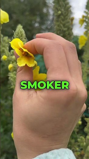 Mullein Leaf Benefits