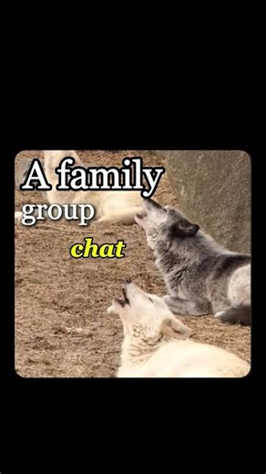 This Is Why Wolves Howl Together (It's Basically a Chaotic Group Chat) #wolves #chat #wildlife