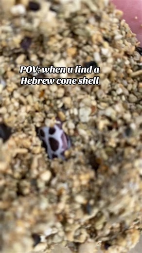 How i feel about shore shelling. #oahu #hawaii #beach #shell #fyp #fypシ