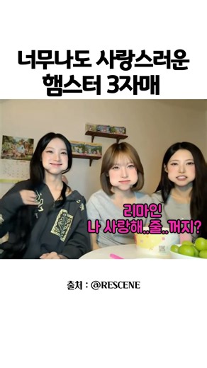 너무나도 사랑스러운 햄스터 3자매 #리센느 #원이 #메이 #리브 #햄스터 #웃긴영상 #RESCENE #リセンヌ