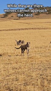 84K views · 953 reactions | While they are there, wolves cannot approach the herd. "We've shared never-before-seen footage of encounters between wolves and dogs. If you want to witness nature's most striking moments, make sure to follow us." ✅️ #fblifestyle #kangal #dog #dogs #wild #animal #wildlife #loveanimal #lovedog #kangaldogs #anatolianshepherd | HD Kangal Wolf | Facebook