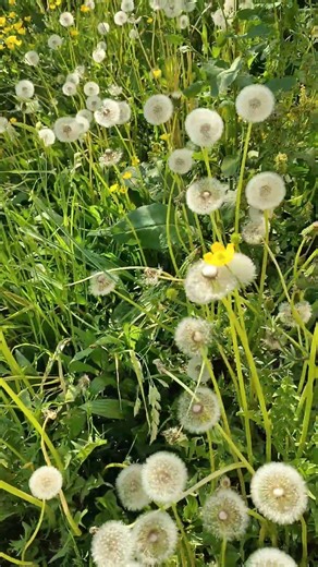 Wishing on Dandelions