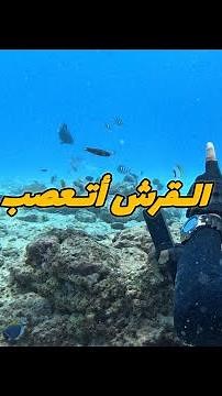 قصة حقيقية من مغامرات سمكة قرش التايجر 🤯 #غوص #diving #scubadiving