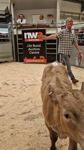 Norbreck Genetics’ Charolais Bull Calf