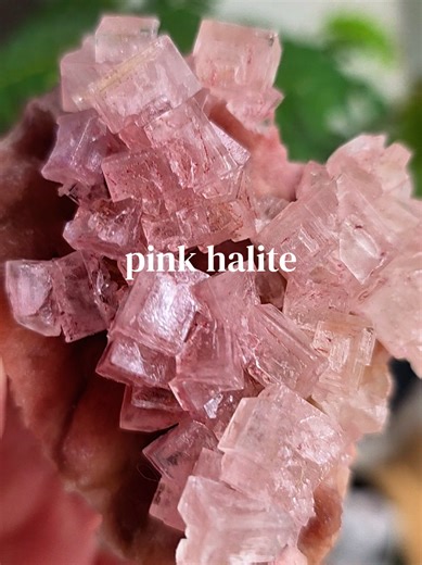 Pink halite is a salty sea dawg that's been tickled pink. It's literally salt (don'twash these guys!). Halite forms when ancient seas or salt lakes become trapped. Water evaporates over long periods. Salt crystallises layer by layer. Trace minerals microorganisms get locked inside (which cause the pink colouring). Cubic crystals grow in calm, saturated conditions. Many deposits are millions of years old - you’re literally holding fossilised oceans, how cool is that?!! ⚠️ Warning... halite can...
