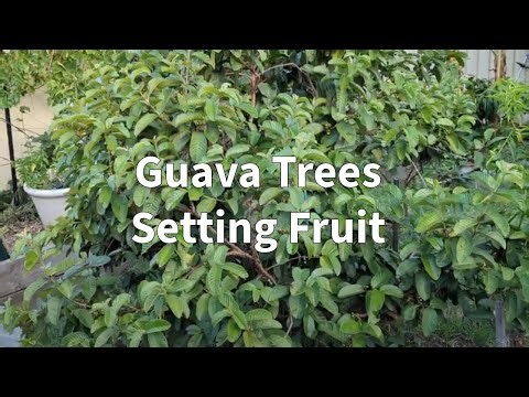 Guava Varieties Setting Fruit - 7 Varieties