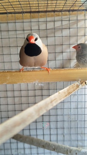 My Long-tailed French Sound 🔊🥰 || #birdsounds #finch #shorts #birdsong