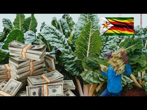 How Much Money A Farmer Can Make Growing 1 Hectare Of Spinach