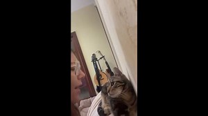 Cat reacts to owner singing Sanremo song in Squinzano, Italy