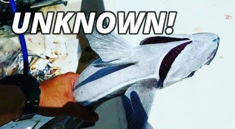 Alien Fish Gets Stuck on My Boat - You Won’t Believe What This Is