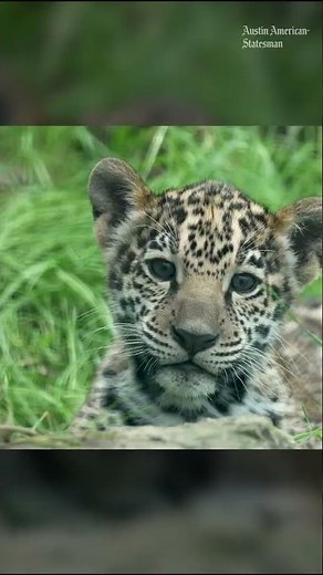 Houston Zoo offers rare glimpse at Rojo the jaguar cub