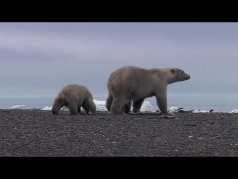 북극곰 : 얼어붙은 북쪽의 군주는 어떻게 사냥을 하나요? | 동물 싸움