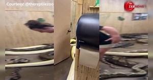 भारी-भरकम अजगर को कमर पर लपेटकर कमरे में ले गई महिला, दरवाजा खोला तो... देखकर उड़ जाएंगे आपके भी होश