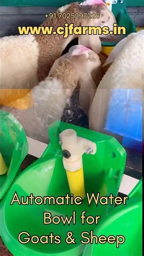 Automatic Water Bowl for Goat & Sheep | Best Livestock Water Drinker | Farm Equipment