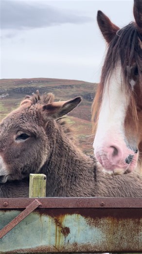 Pushing through #donkey #clydesdale #animalsoftiktok #countrylife