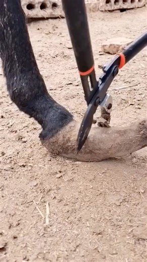 The Donkey'S Hoof Has Grown Again, The Master Hastened To Repair It! | ASMR | Donkey hoof cutting | Mosie Red