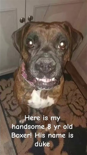 meet my brindle boxer Duke!!! ♥️🐾 #boxerlife #puppy #dogboxer #brindleboxer