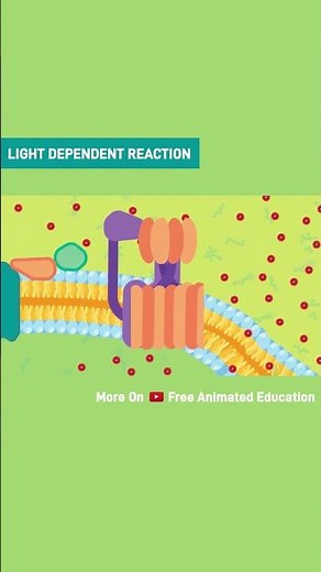 Fabulous Reactions in Photosynthesis | Electron Transport Chain #shorts