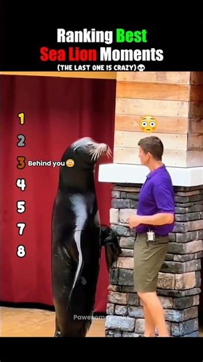 Ranking Funniest Sea Lion Moments #usa