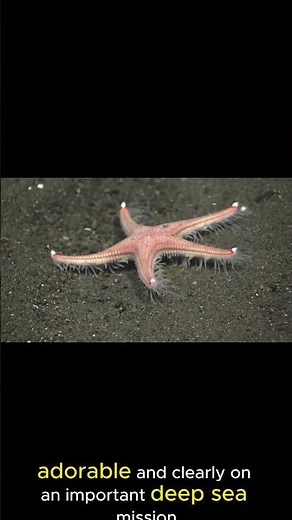 This Sea Star Is Just Casually Walking Along #sciencefacts #deepsea #physics