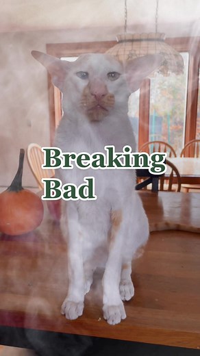 Mike Ehrmantraut Cat - Breaking Bad Cat Meme
