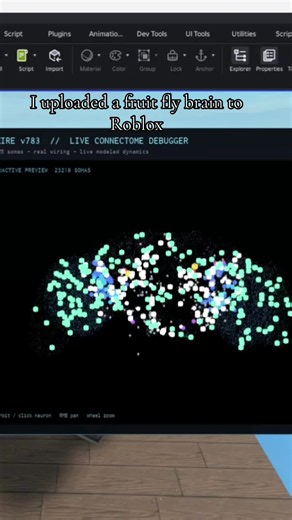 Upload fruit fly brain to Roblox — how I did it
