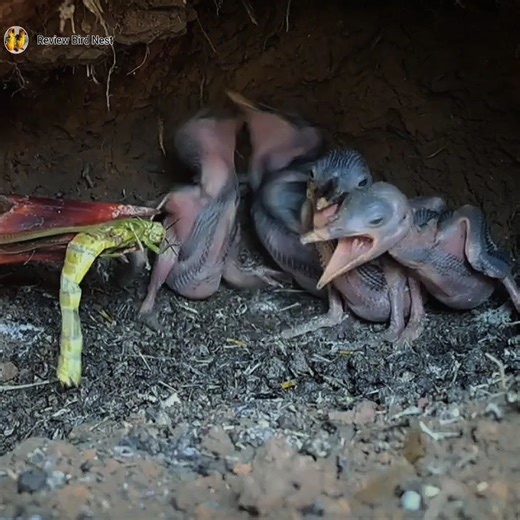 76K views · 1.7K reactions | The mother bird has locusts to feed her young in the nest | Review Bird Nest | Facebook