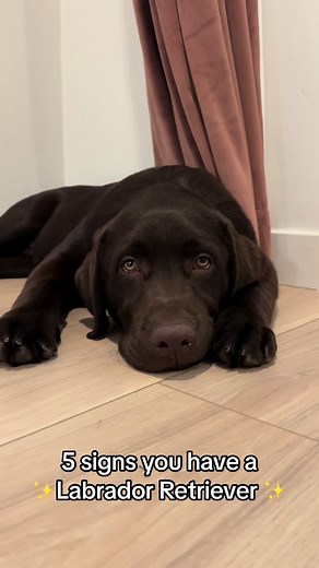 5 Signs You Have a Labrador Retriever