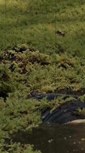 Someone had to do it. I am here to drain the bog of eternal stench. I have some big plans for 2026! #TheRoofingOutlaw | The Roofing Outlaw