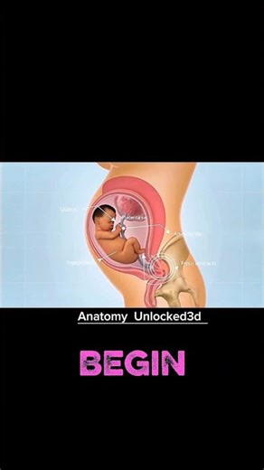 Natural-childbirth explained in 3d animation #pregnant #health #3danimation #baby