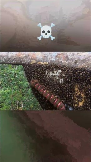 rumah lebah madu super 🐝🍯 #honeybeesting #bees #asmr #survival