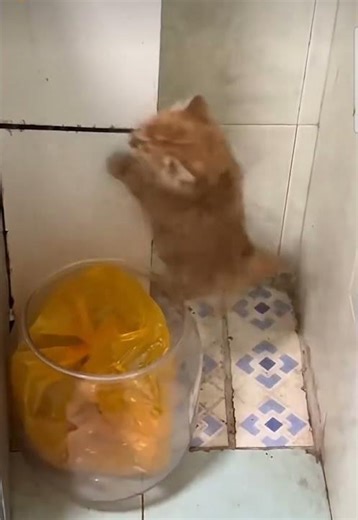 Chaton vs le bocal géant #adorable #shorts