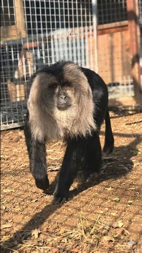 🦁 The Monkey With a Lion’s Mane | Meet the Lion-Tailed Macaque 😲 #liontailedmacaque #rareanimals #WildlifeFacts #endangeredspecies #IncredibleAnimals #animalworld | Animal World