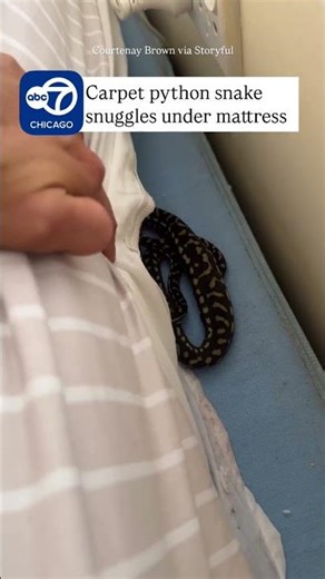 Snake Catcher Removes Python From Under Mattress