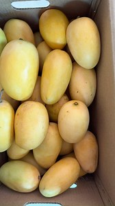 8.6K views · 231 reactions | Shree Hari Nursery Certified Organic Kesar Mango. | Shree Hari Nursery | Facebook