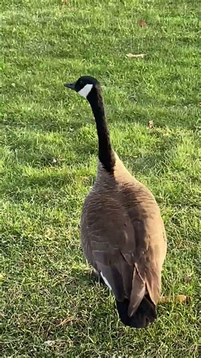 Canada geese Ontario Richmond hill area of Wilcox lake