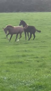 😈 Two Naughty Little Foals... 😈 | Stable Express