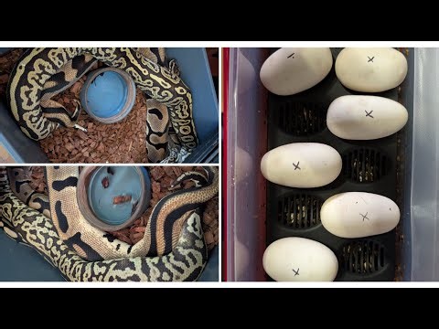 Clown combos! Ball Python egg cutting. #ballpython #clutch #clown #reptiles #eggs #snake #pets