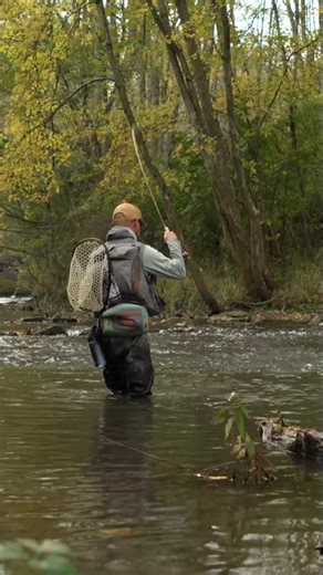 Domenick Swentosky on Instagram: "VIDEO: Fish and Film - Skinny Water Nymphing. Find it on Troutbitten YouTube and the website. Fishing is a story . . . During some of the lowest water I've seen in our area, I chose to nymph the skinny stuff on a tight line. But instead of fishing fine and far off, I started with a drop shot of medium weight. Later, I mixed in a tracking approach with a single, light nymph. A couple hours in, I streamer fished a long flat, to test the trout's response. And I fin