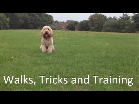 Walks and Training - Cockapoo Tricks